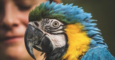 Бразильская полиция арестовала попугая-наркодилера