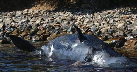 Смерть от пластика: на побережье Сардинии погибла беременная самка кита