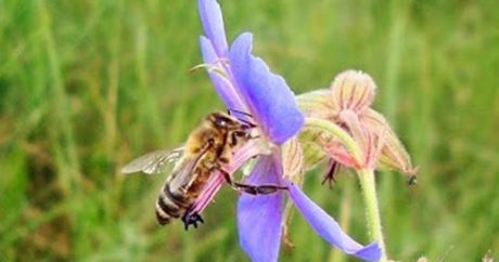 Уникальный случай: в глазу женщины обнаружили живых пчел