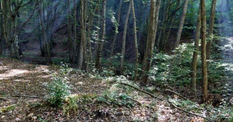 Безногий китаец за почти 20 лет посадил тысячи деревьев, превратив гору в лес