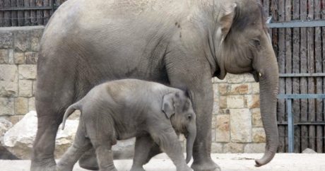 В Таиланде зоозащитники спасли шестерых тонущих в трясине слонят