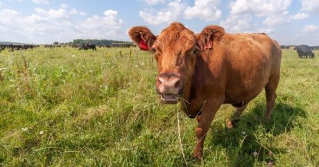 Суд Германии защитил право коров на ношение колокольчиков