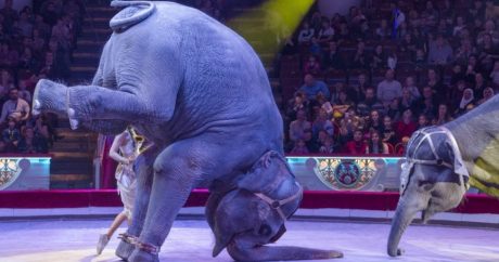 Словакия запретила выступления диких животных в цирковых представлениях