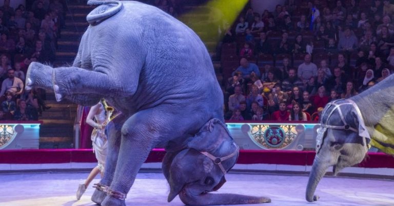 Словакия запретила выступления диких животных в цирковых представлениях