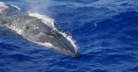 Девятиметровый кит шесть недель пробыл в рыболовных сетях и был спасен