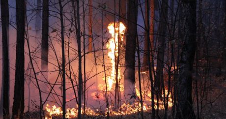В Китае 30 человек погибли при тушении лесного пожара