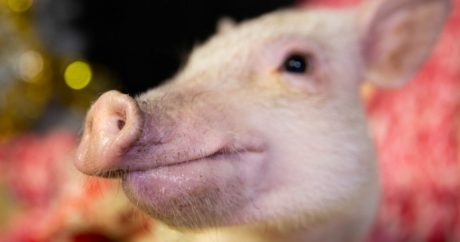 Свинья-беглянка устроила переполох в американском городе