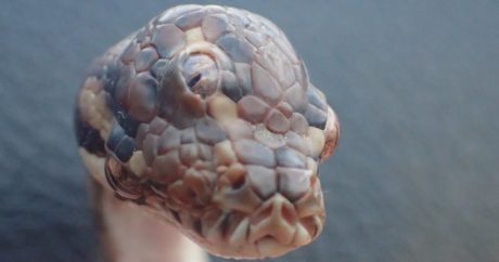 В Австралии обнаружили трехглазую змею