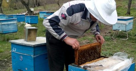 Пчеловоды Азербайджана получат крупные субсидии
