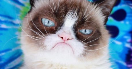 В возрасте семи лет умерла знаменитая кошка Grumpy Cat