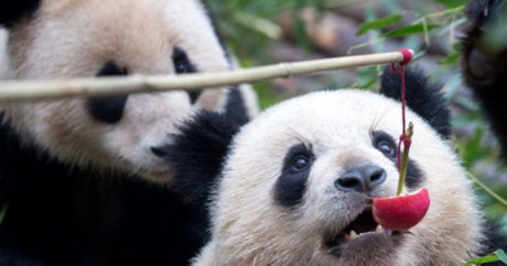 В Китае впервые попала на фото дикая панда-альбинос