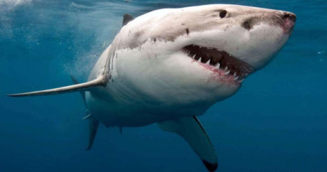 На Гавайях мужчина погиб при нападении акулы