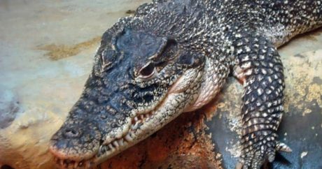 Индийские подростки вытащили друга из пасти крокодила