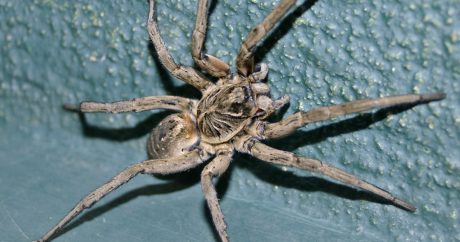 Американец отвадил тещу от ежедневных визитов с помощью паука