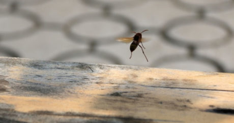 Грузовик с 133 миллионами пчел перевернулся в Монтане