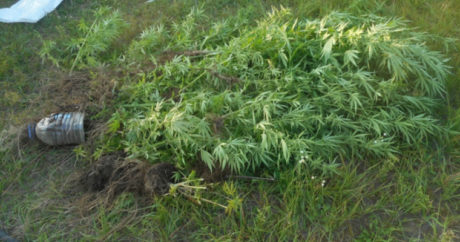 У бакинского наркодилера изъято свыше 920 кг наркосодержащих растений