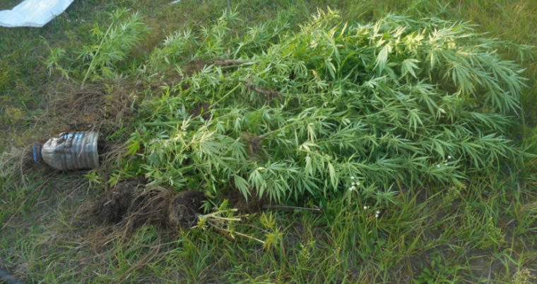 У бакинского наркодилера изъято свыше 920 кг наркосодержащих растений