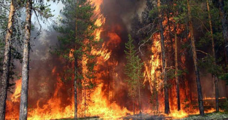 На западе Турции горят леса