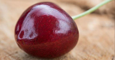 В Японии вывели новый сорт вишни с самыми крупными в мире плодами