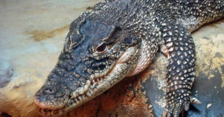 Крокодил съел заживо 18-летнего участника похорон
