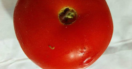 В экспортных туркменских томатах снова нашли вредителей