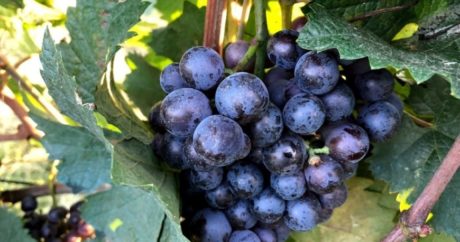 «Римский рубин»: гроздь винограда ушла с молотка за $11 тысяч