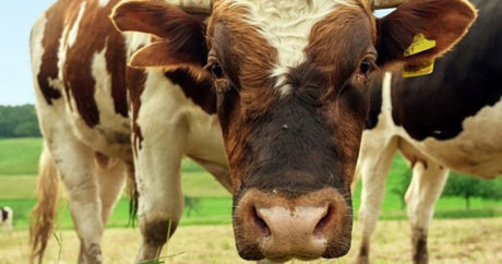 В столице Туркмении начали штрафовать владельцев коров