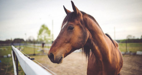 Азербайджан будет экспортировать лошадей в развитые европейские страны