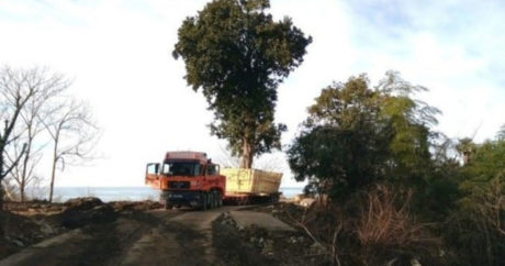 В Азербайджане вынесен приговор присвоившему 33 тыс. манатов под видом пересадки деревьев