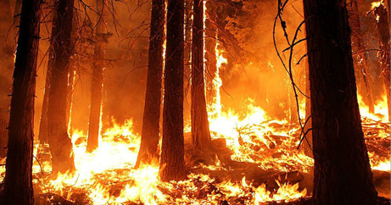 Площадь лесных пожаров в Сибири превысила 1,5 млн гектаров — ВИДЕО
