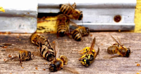 В России зафиксирована массовая гибель пчел: страна на пороге катастрофы
