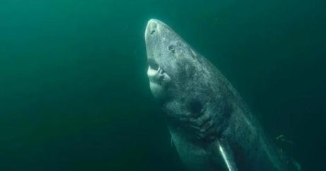 Ученые нашли 500-летнюю акулу