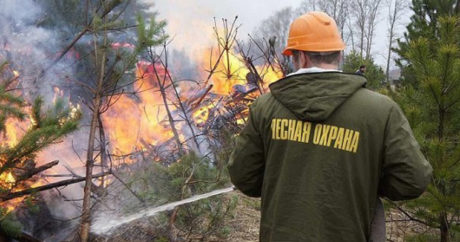 Площадь пожаров в Сибири за сутки выросла на 30 тысяч гектаров