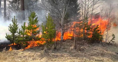 Пожар на труднодоступной лесной территории в Ярдымлы локализован — замминистра