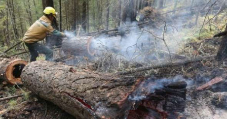 Площадь пожаров в России за сутки сократилась почти на 60 тыс. гектаров