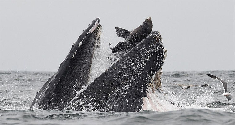 Морской лев в пасти кита — фото, которое удается раз в жизни