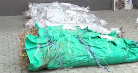Полиция обнаружила около тонны конопли в Маштаге