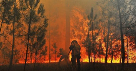 В Барде на территории леса произошел пожар