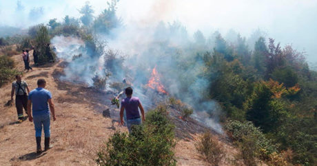 Пожар в Гирканском Национальном парке  потушен