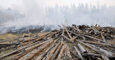 Генпрокуратура: в Иркутской области лесными пожарами скрывали незаконные вырубки