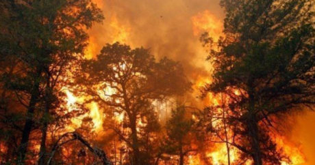 В Гахе горит лес