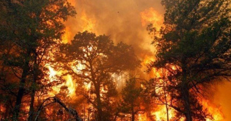 В Гахе горит лес