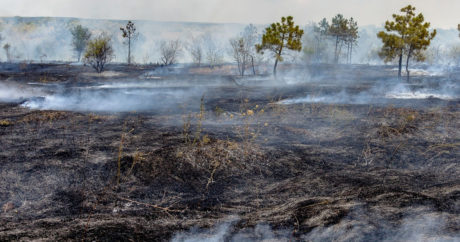 Выжженные леса Сибири будут восстанавливаться 100 лет