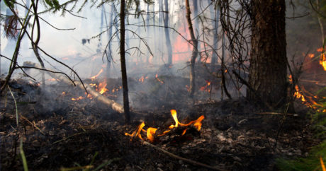 Страны G7 направят €20 млн на помощь в тушении пожаров в Амазонии