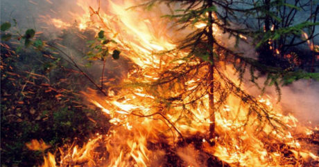Площадь лесных пожаров в РФ за сутки увеличилась