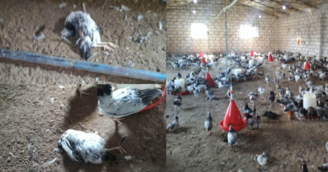 На птицефабрике в Барде зафиксирован массовый падёж домашней птицы
