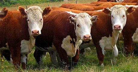 Казахстан намерен через территорию Азербайджана поставлять крупный рогатый скот