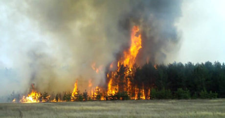 В Якутии сгорело более 20 тыс. гектаров леса