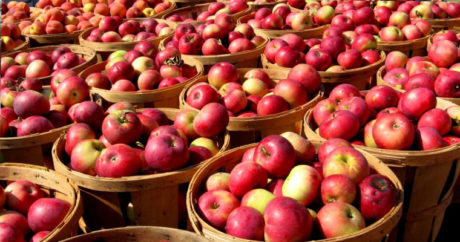 В Губе пройдет Фестиваль яблок