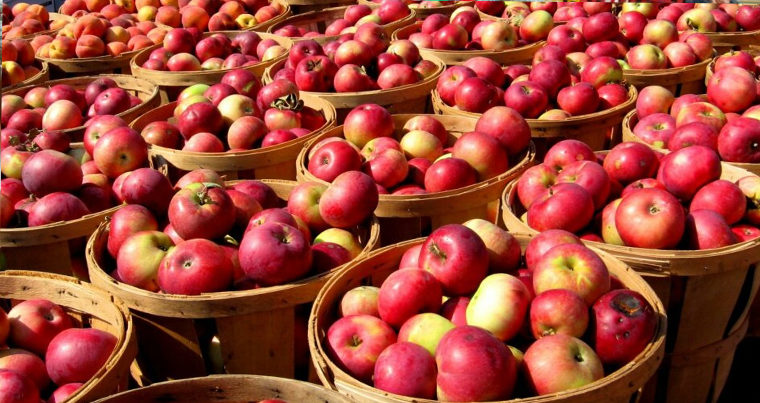 В Губе пройдет Фестиваль яблок